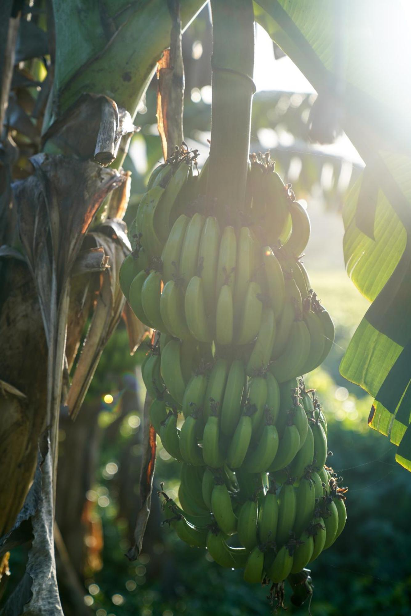 Samana Ecolodge El Limon Eksteriør billede